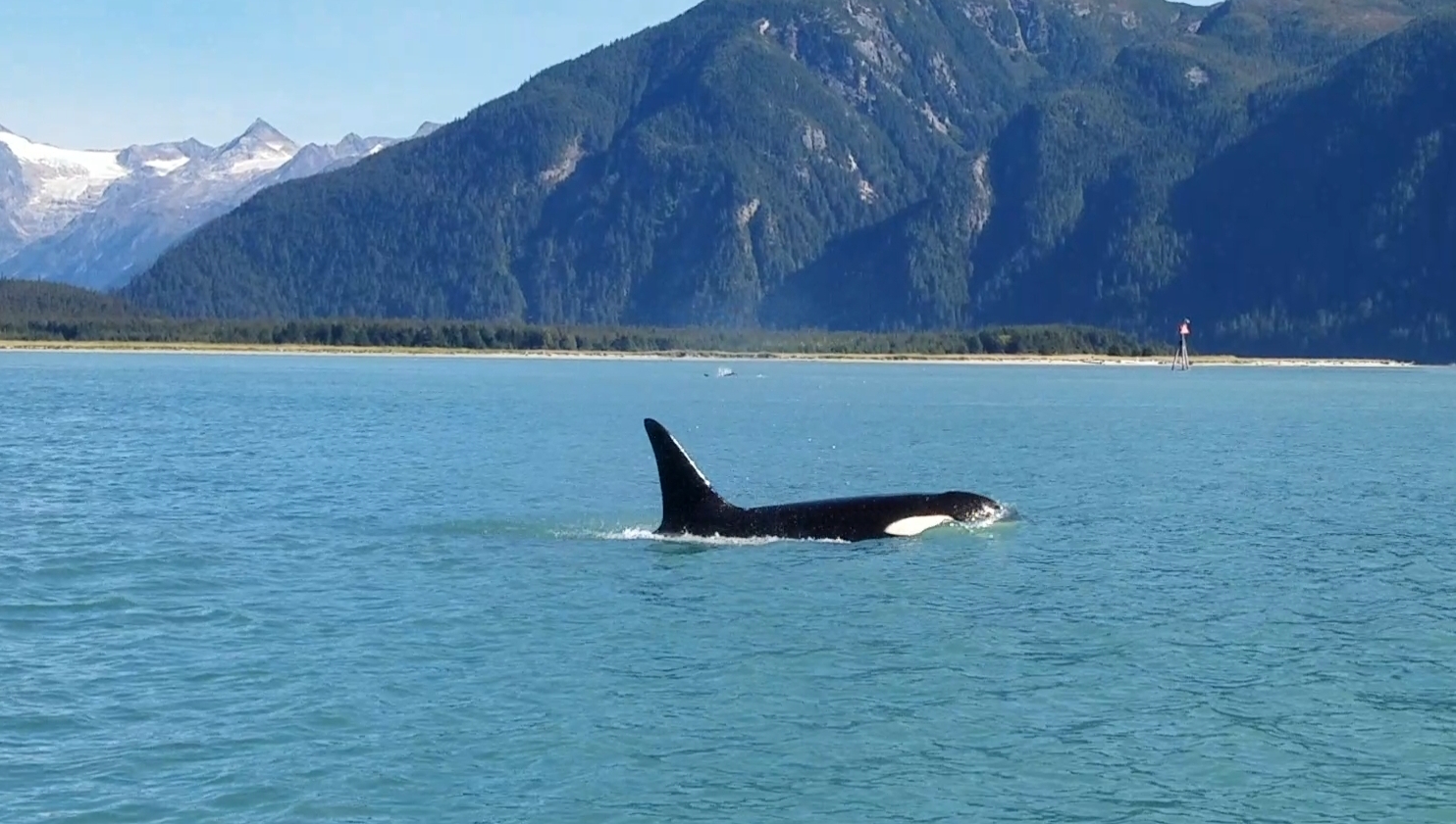 close up of orca whale