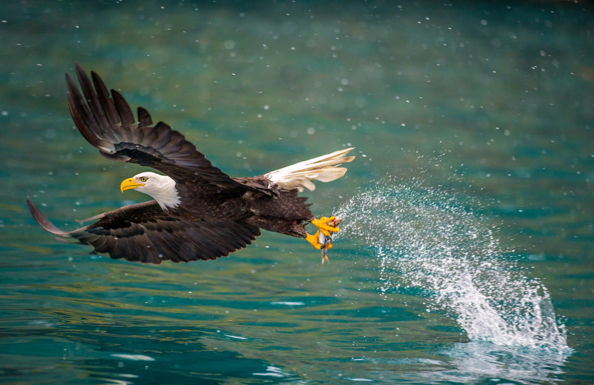 clear sharp bald eagle image snatching prey from water
